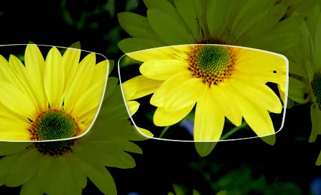 yellow flowers